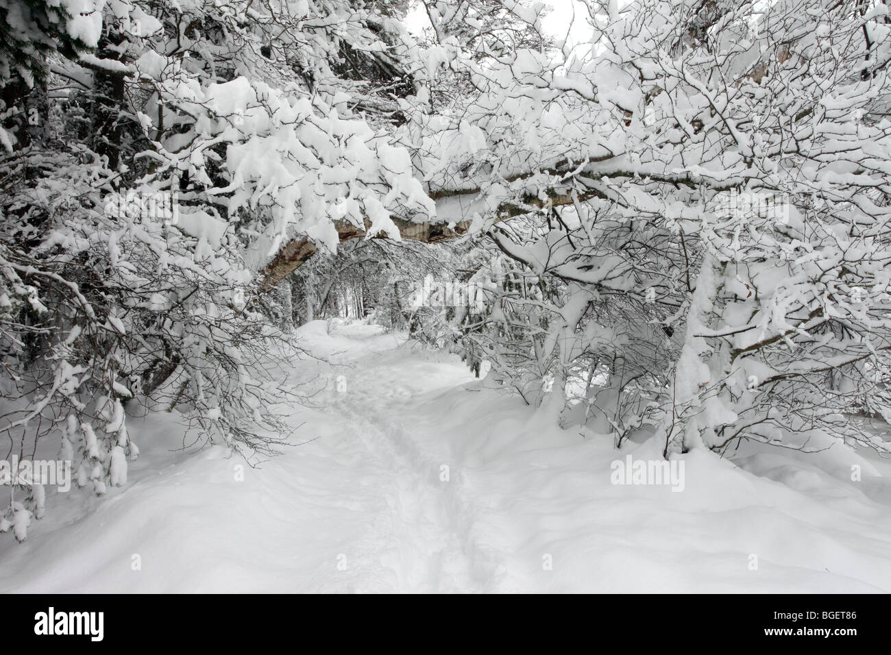 Winter Wald Glenmore Forest Rothiemurchus Cairngorms Schottland Stockfoto