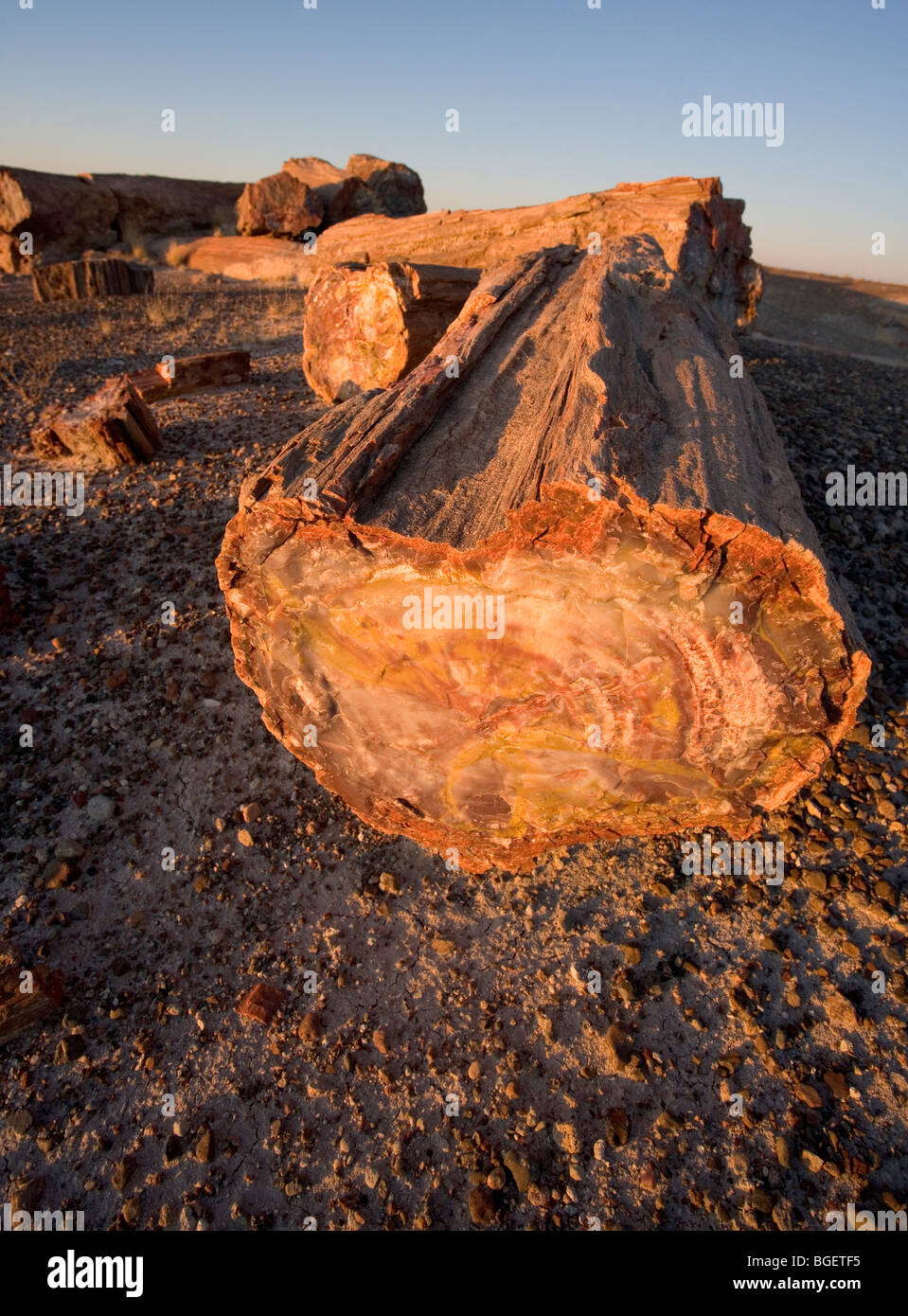 Ganze und gebrochene versteinerten Stämme im Petrified Forest National Park in Arizona, USA. Stockfoto