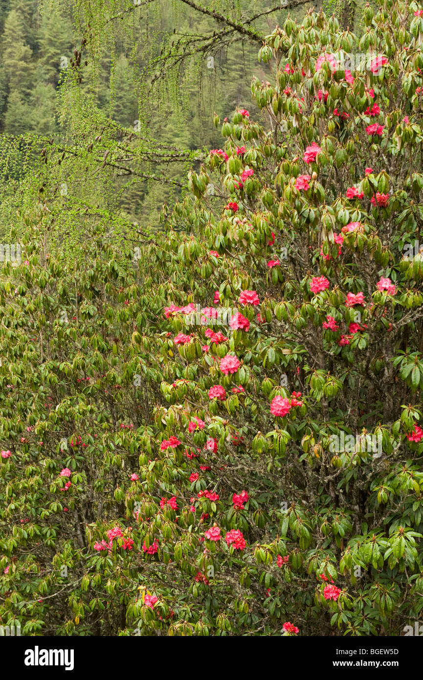 Rhododendren (R. Thomsonii) ca. 10.000 Fuß Phobjika Valley, BHUTAN Stockfoto