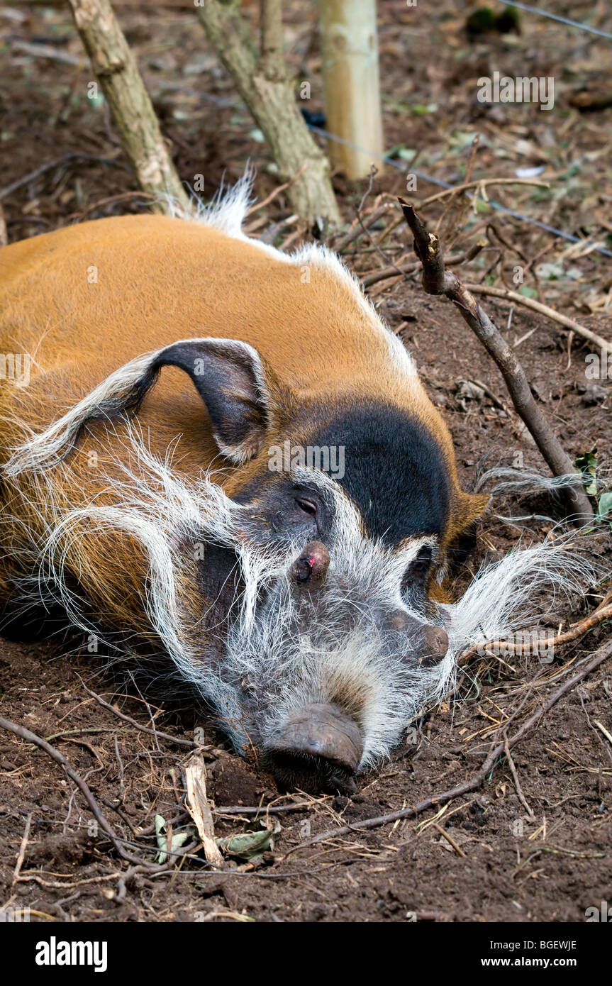 Ein Schlafsack Red River Hog - Potamochoerus porcus Stockfoto