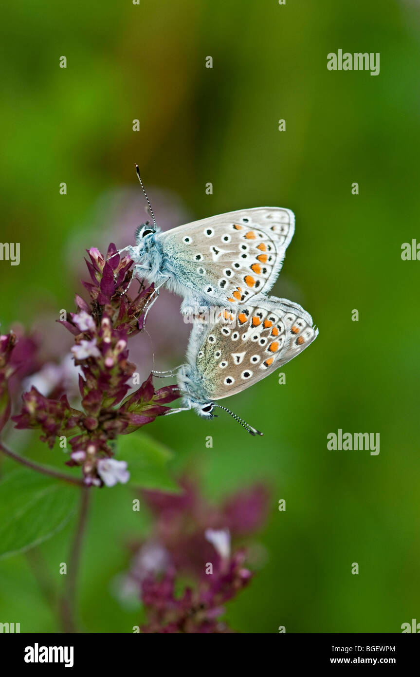 Gemeinsame blaue Schmetterling. Polyommatus Icarus. Paarung. Surrey, England, August Stockfoto