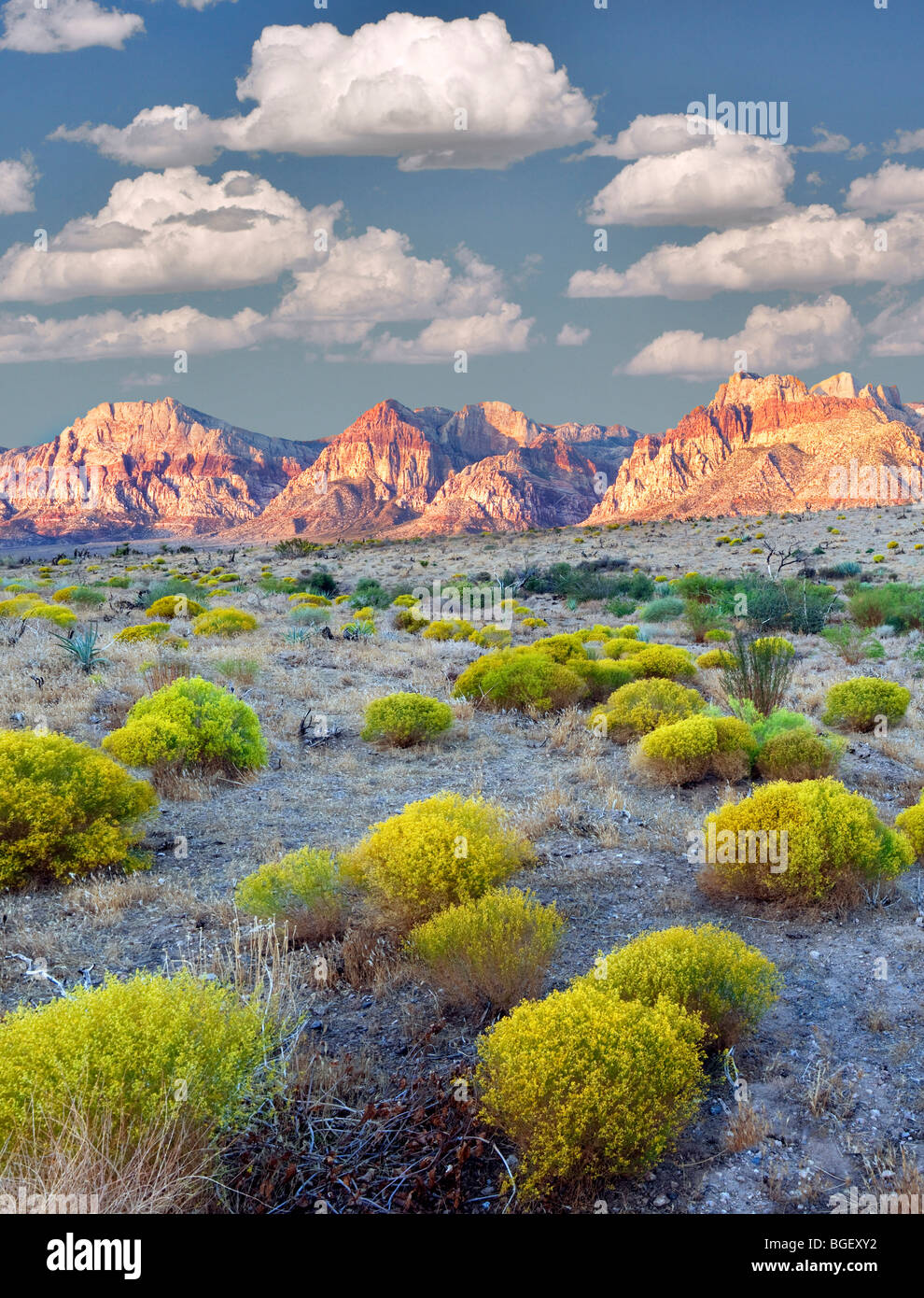 Kaninchen-Pinsel und Felsformationen im Red Rock Canyon National Conservation Area, Nevada. Himmel wurde hinzugefügt. Stockfoto