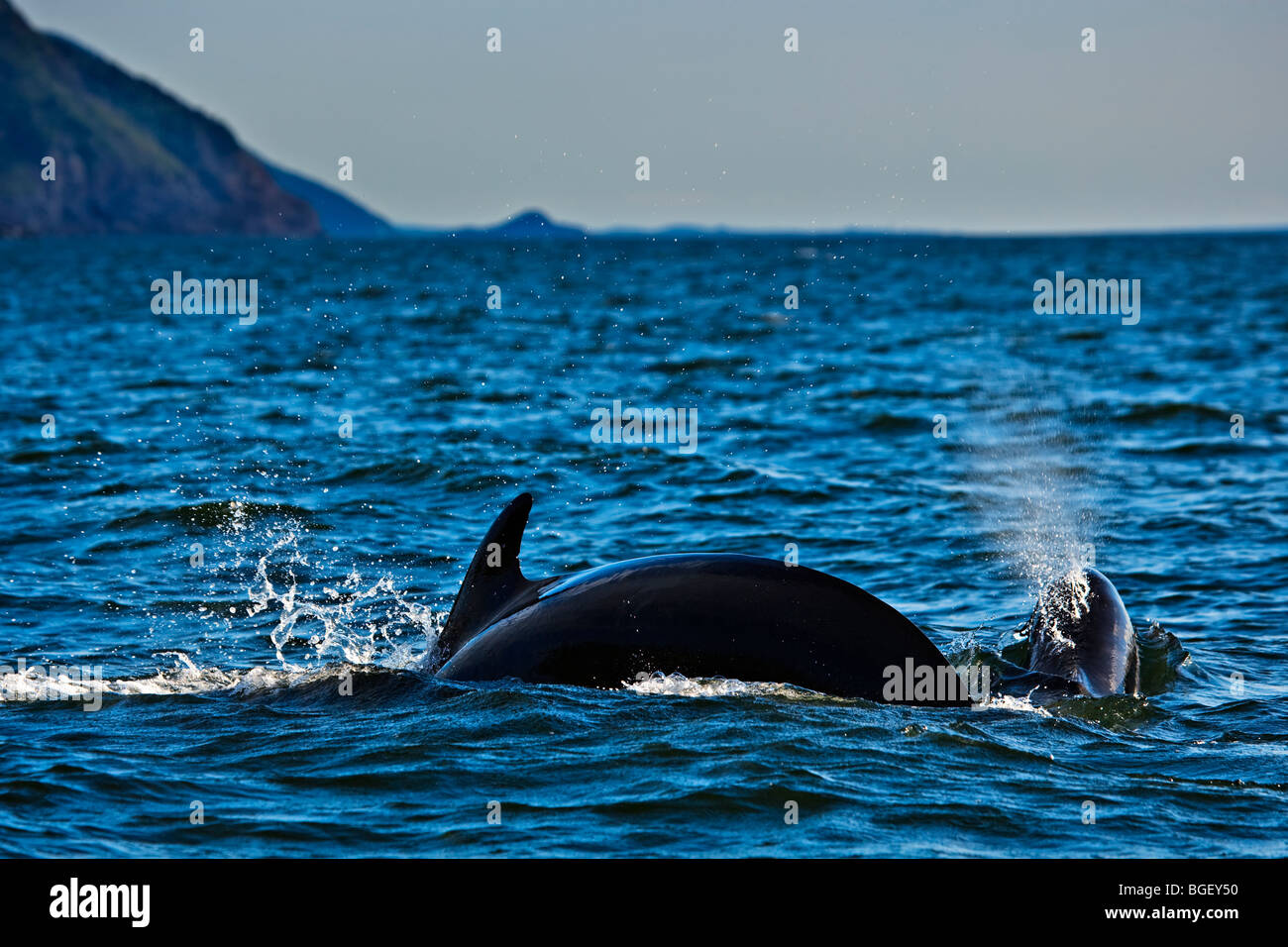 Lange-Grindwale, Globicephala Melas, während eine Whale-watching Ausflug von Pleasant Bay im Golf von St Lawrenc gesehen Stockfoto