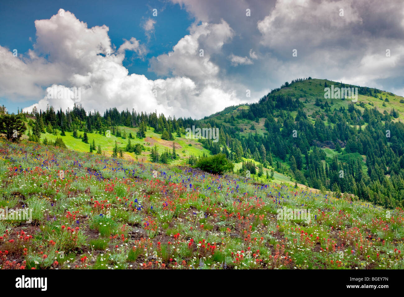 Echo Mountain mit Wildblumen und Wolken. Linn County, Oregon. Stockfoto