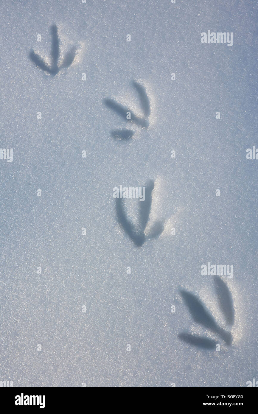 Bird prints footprints snow -Fotos und -Bildmaterial in hoher Auflösung ...