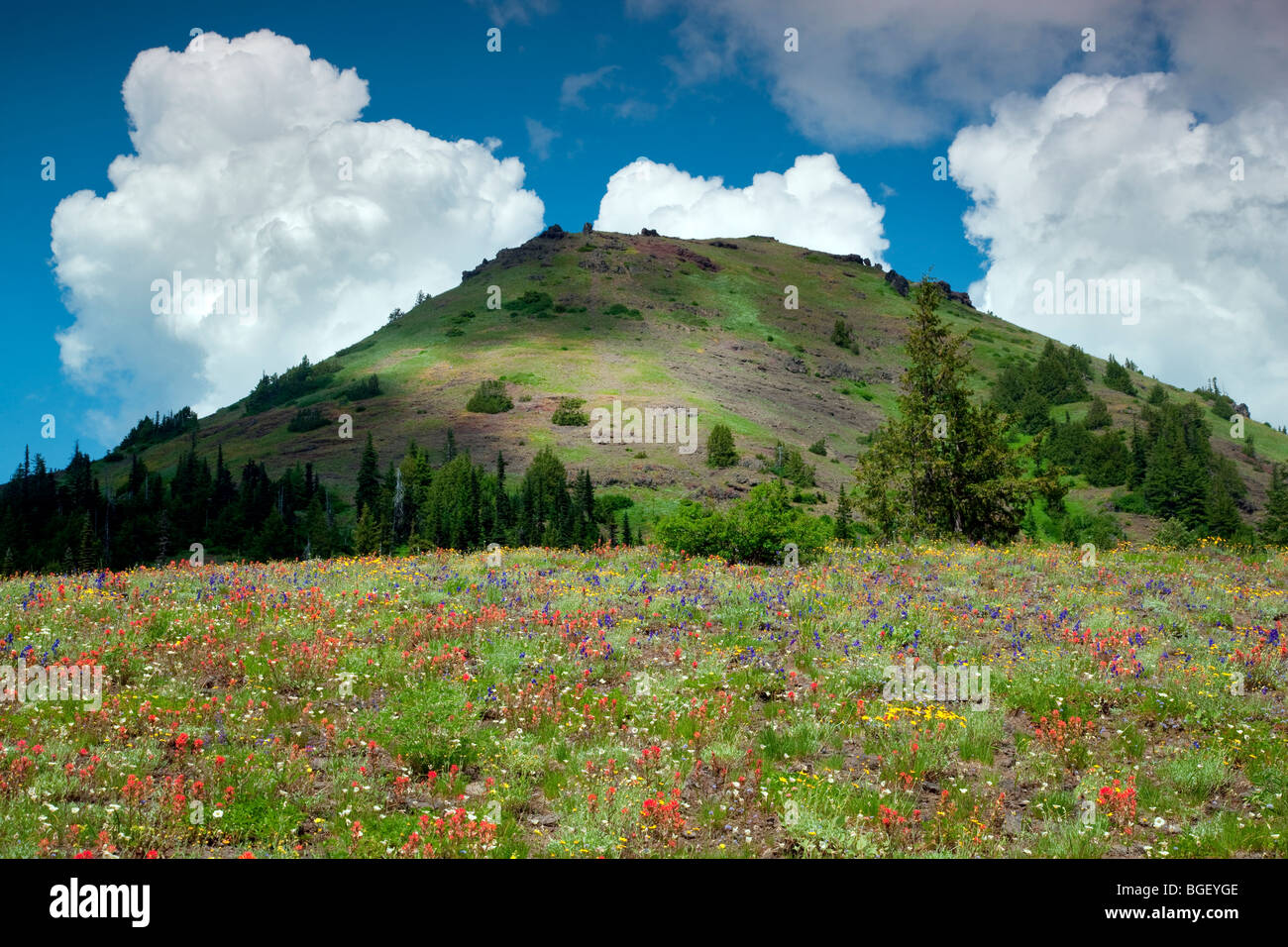 Kegel-Spitze mit Wildblumen und Wolken. Linn County, Oregon Stockfoto