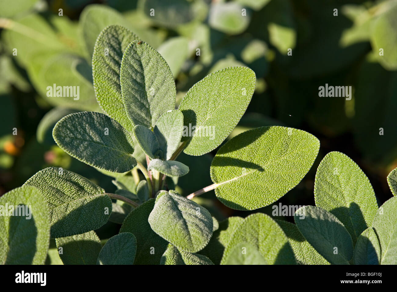 Salbei - Berggarten, Salvia Officinalis, Garten der Innovationen bei den Montreal Botanical Garden, Jardin Botanique de Montréal, Hoc Stockfoto