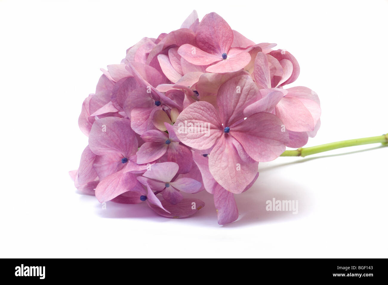 Rosa Hortensie Nahaufnahme Stockfoto