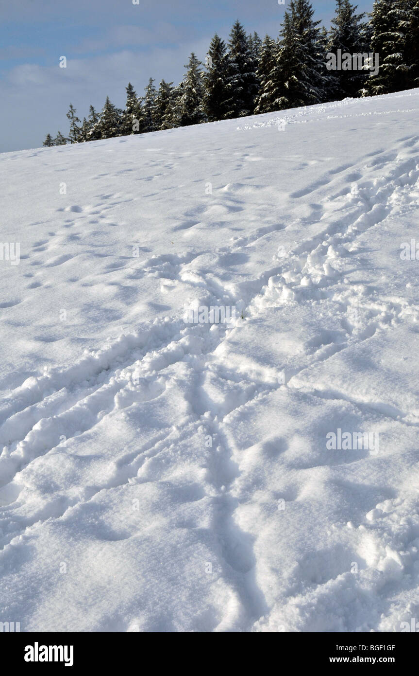 Zaun Bereich Schnee Northumberland county Landschaft Wetter Bäume Hügel Fußabdrücke Stockfoto