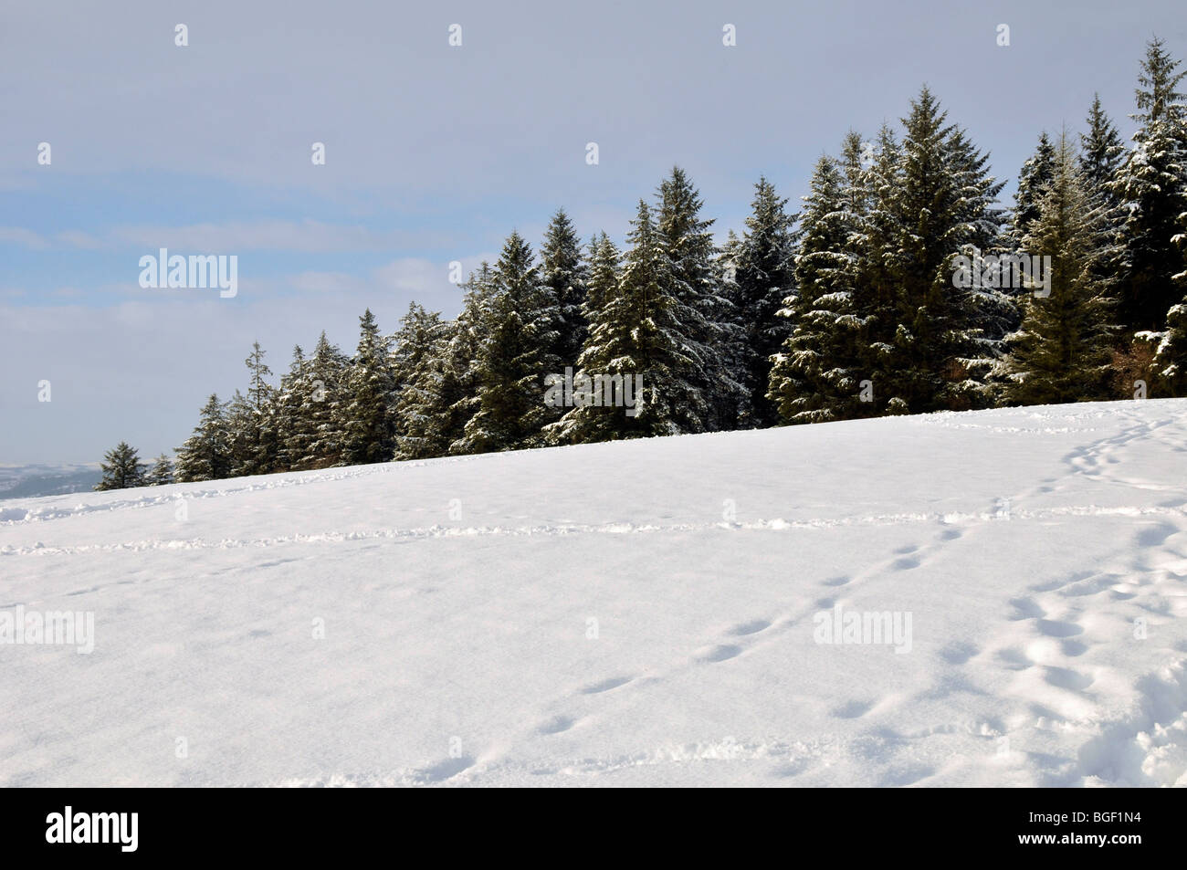 Zaun Bereich Schnee Northumberland county Landschaft Wetter Bäume Hügel Fußabdrücke Stockfoto