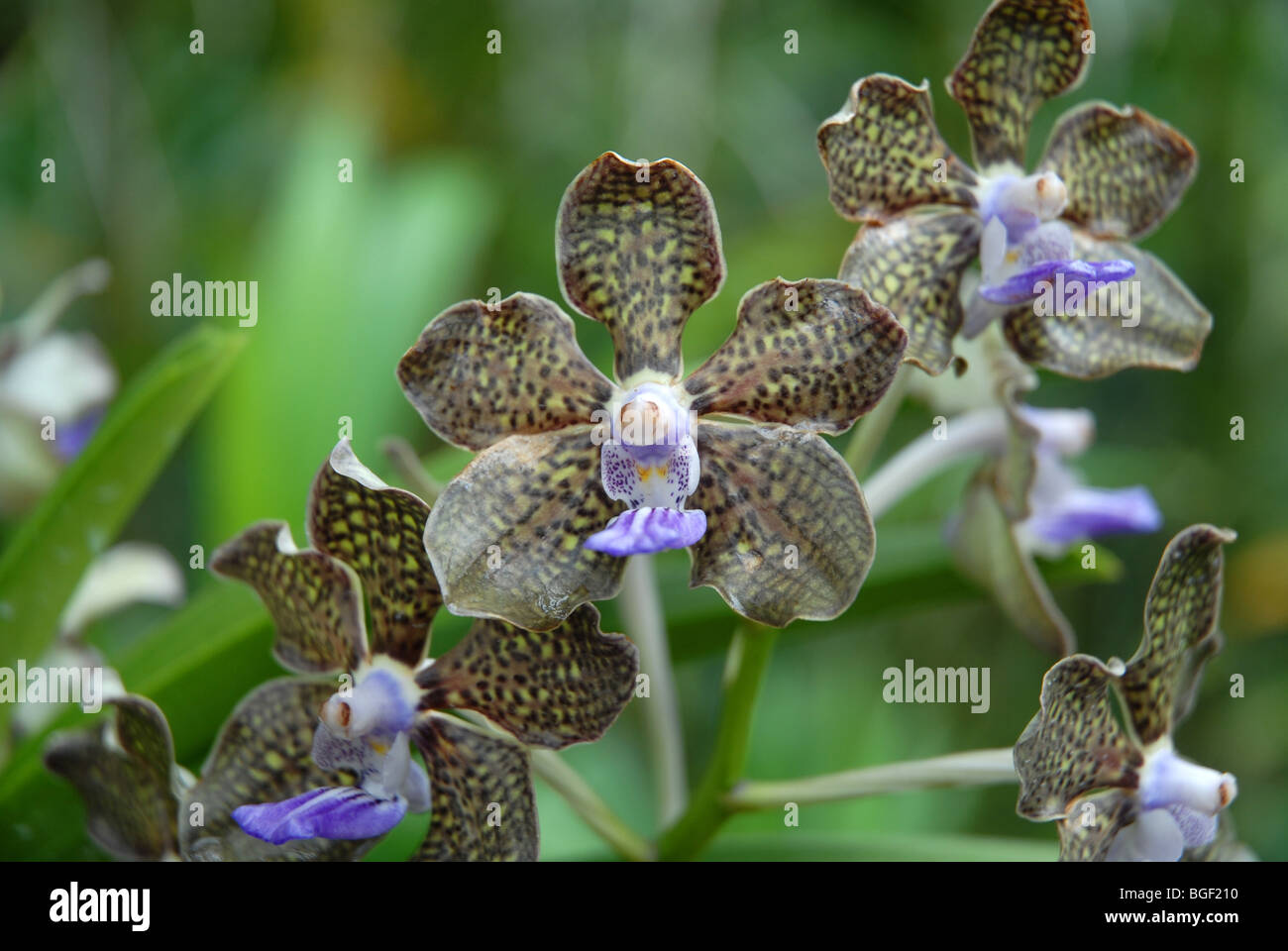 Vanda Mimi Palmer Orchidee, (Vanda Tan Chay Yan x Vanda Tessellata) National Orchid Garden, botanische Gärten, Singapur Stockfoto