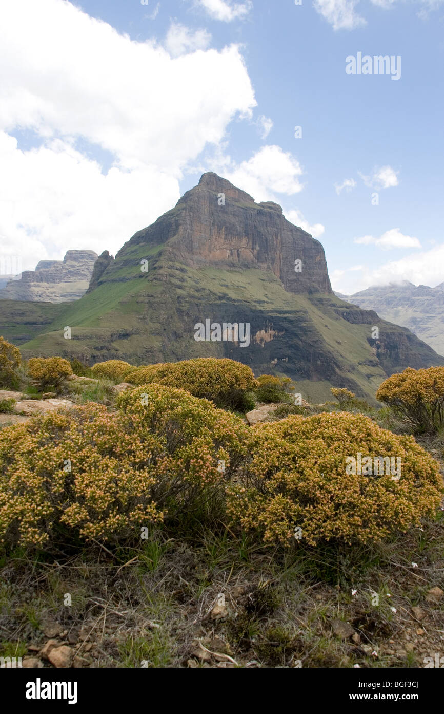 uKahlamba Drakensberg Berge Cathedral Peak Stockfoto