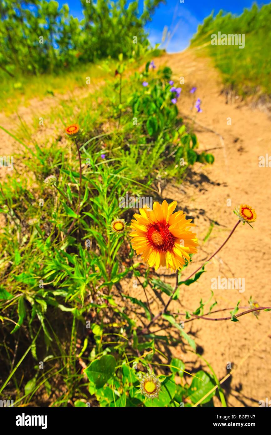 Gelbe Blume wächst in den Dünen entlang der Geist Sands Trail, Fichte Woods Provincial Park, Manitoba, Kanada. Stockfoto