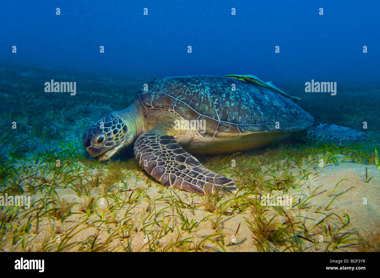 grüne Meeresschildkröte Caretta und Echeneidae REMORA SHARKSUCKER RED SEA Turtle tiefblauen Hintergrund Tierwelt Fisch Ägypten ABU DABAB pela Stockfoto