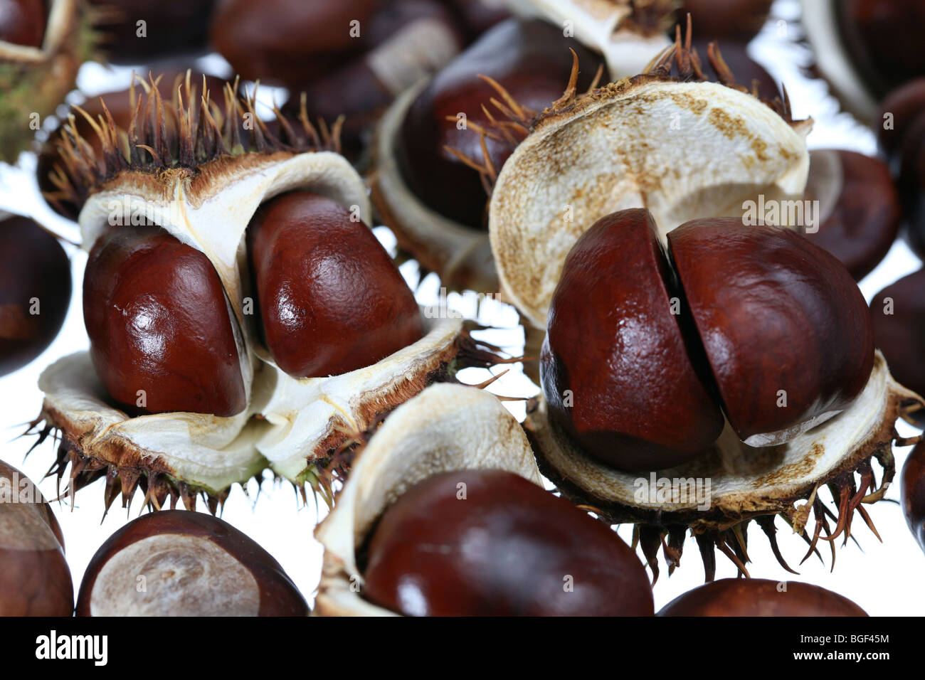 Makro von vielen Kastanien. Stockfoto