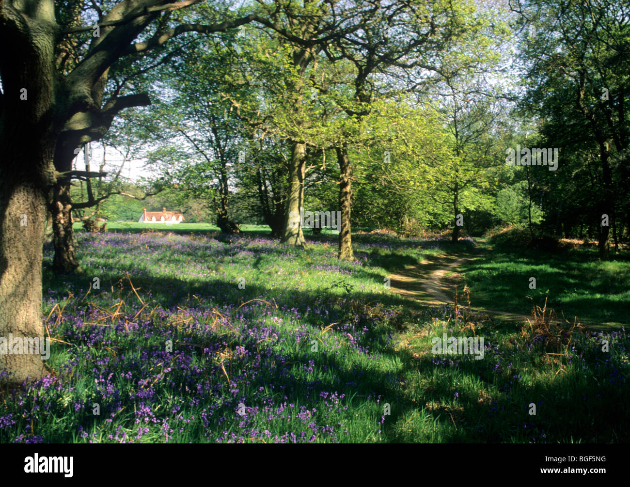 Bluebell Holz in der Nähe von Knebworth, Hertfordshire Glockenblumen wachsen natürlich wilde Bäume Drift England UK Stockfoto