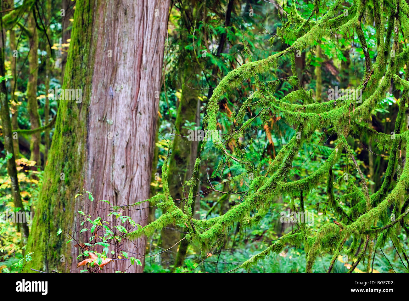 Ästen bedeckt mit üppigen grünen Moos und den Baumstamm westliche rote Zeder, Thuja Plicata, während der Rückgang der rainfore Stockfoto