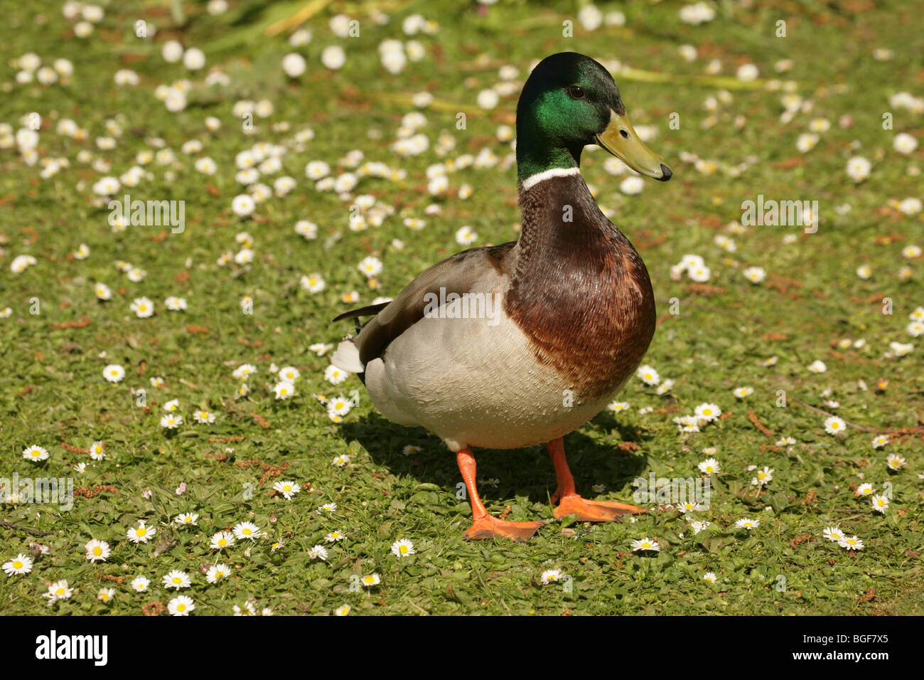 Stockente (Anas Platyrhynchos). Drake oder männlich auf einer Wiese Gänseblümchen (Bellis Perennis) abgedeckt. Stockfoto