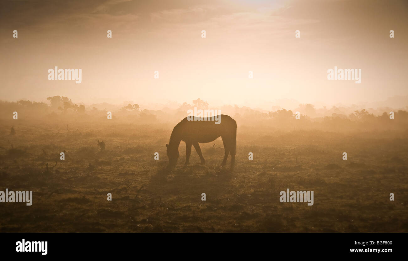 Ein New Forest Pony Beweidung in der goldenen Sonne Stockfoto