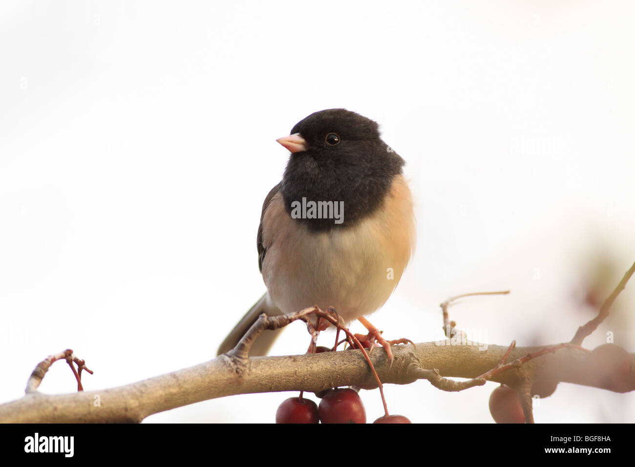 Dunkel-gemustertes Junco thront auf einem Zweig mit Beeren Stockfoto
