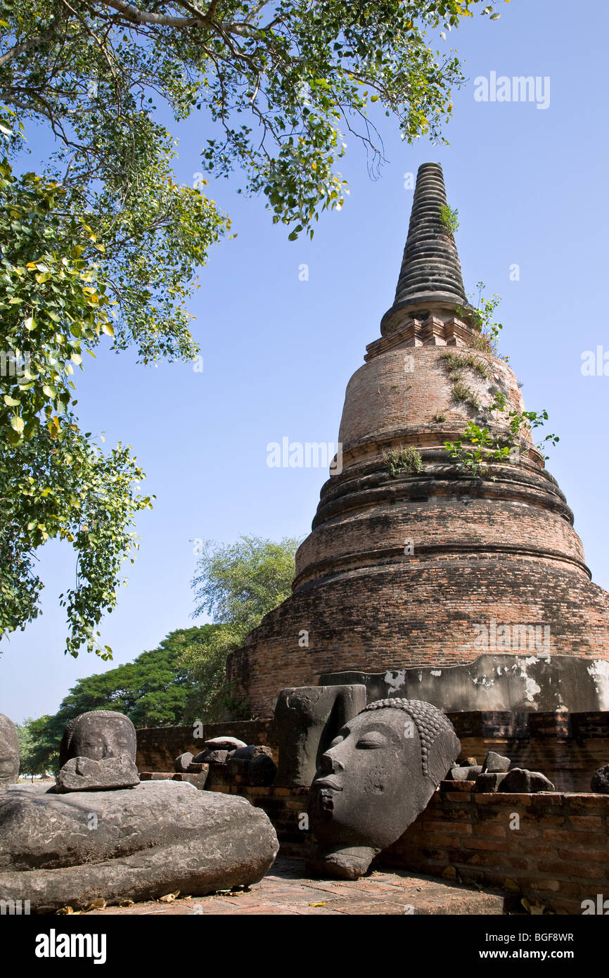 Buddha-Kopf-Statue. Wat Mahathat. Ayutthaya Historical Park. Thailand Stockfoto