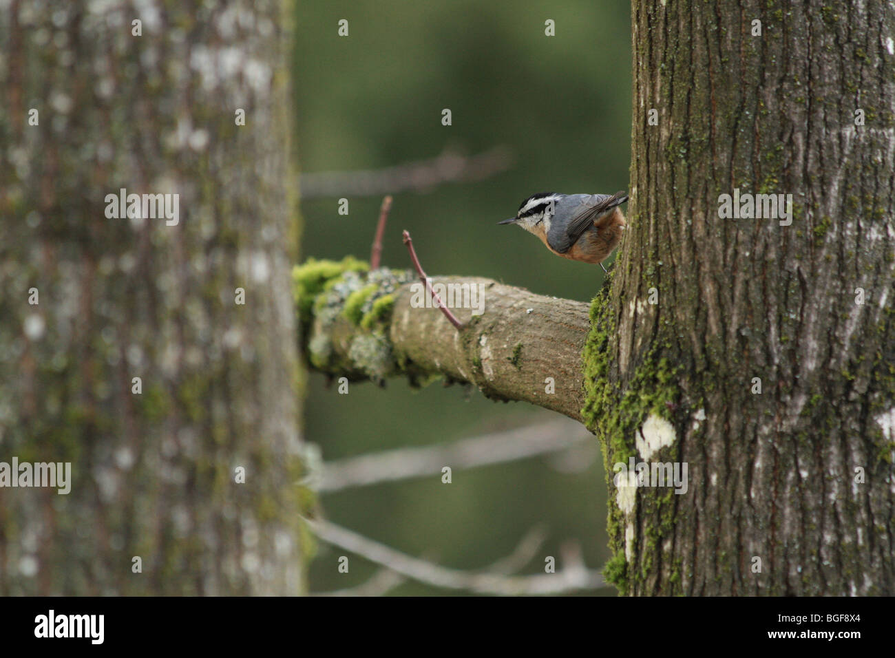 Red-breasted Kleiber auf einem Baum Stockfoto