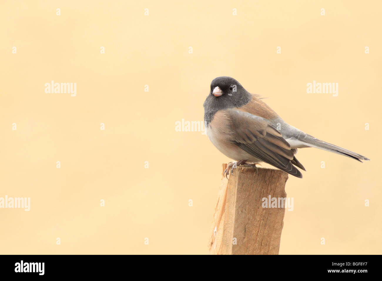 Dunkel-gemustertes Junco Stockfoto