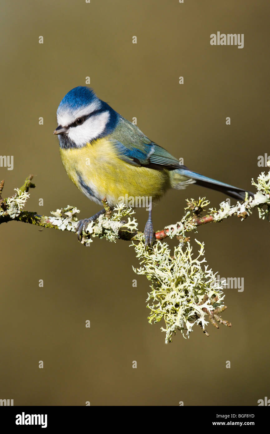 Blaumeise thront auf Flechten bedeckt Zweig Stockfoto