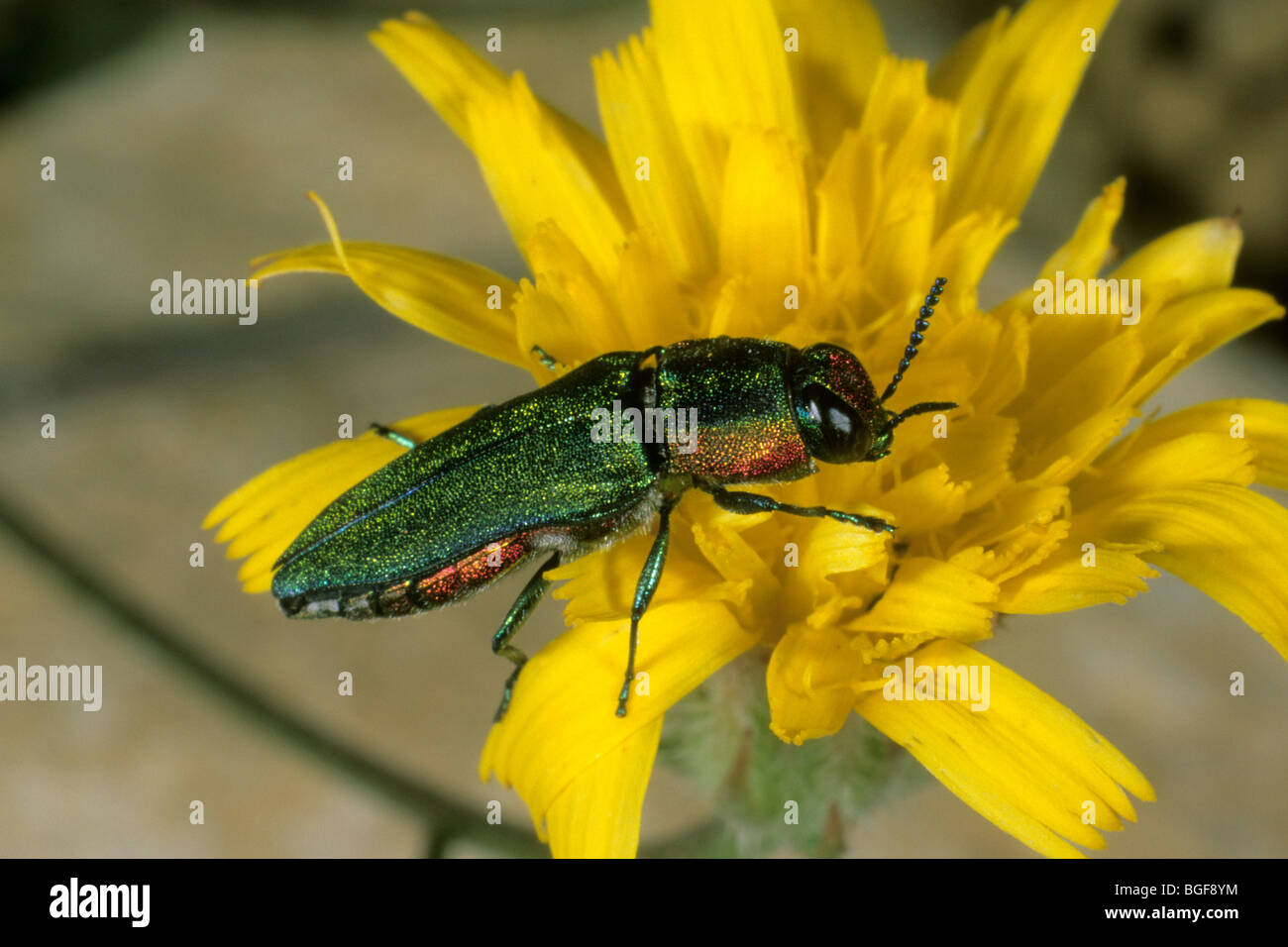 Holz-langweilig Käfer (Agrilus SP.) auf eine gelbe Blume. Stockfoto