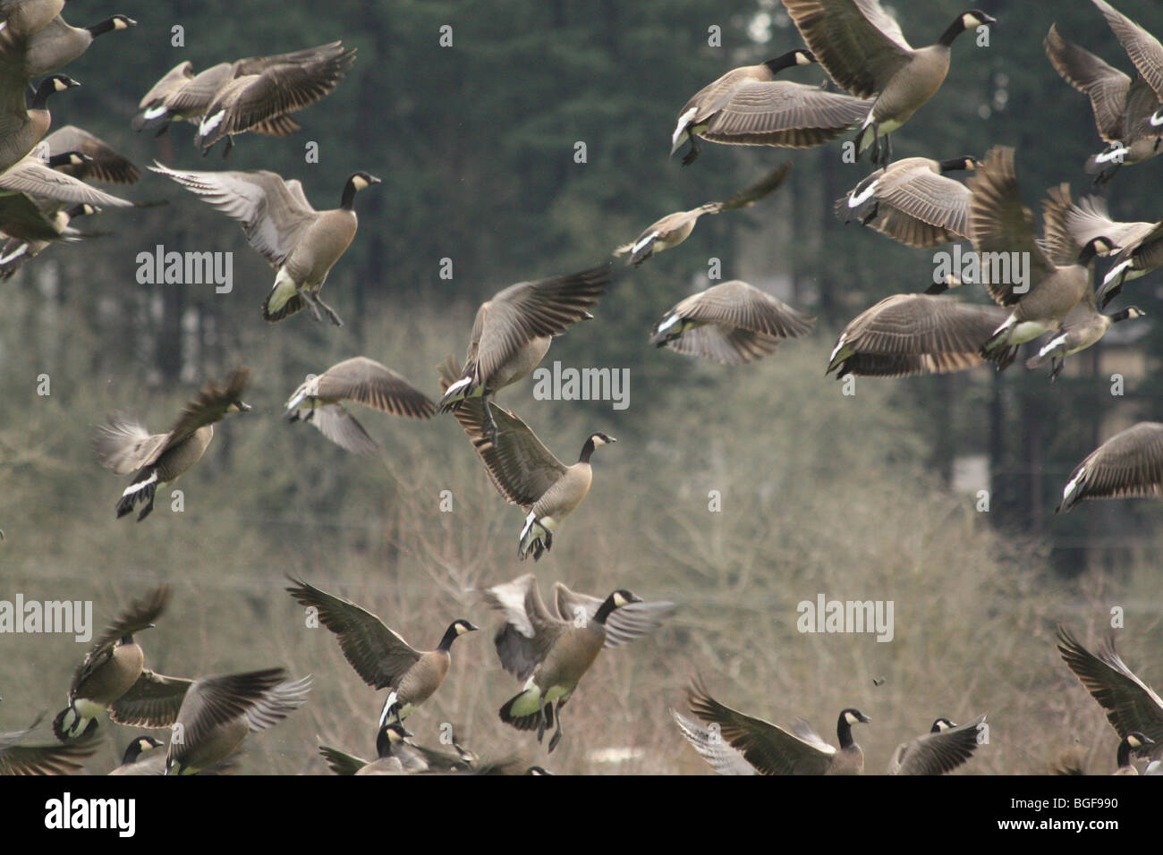 Kanadische Gänse Start während des Fluges Stockfoto