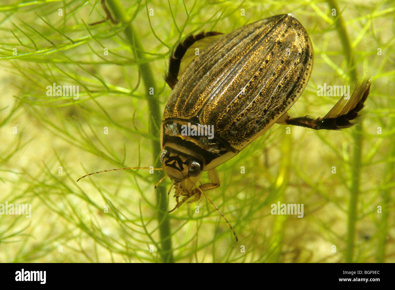 Gemeinsamen Teich Käfer (Acilius Sulcatus), weibliche Stockfotografie