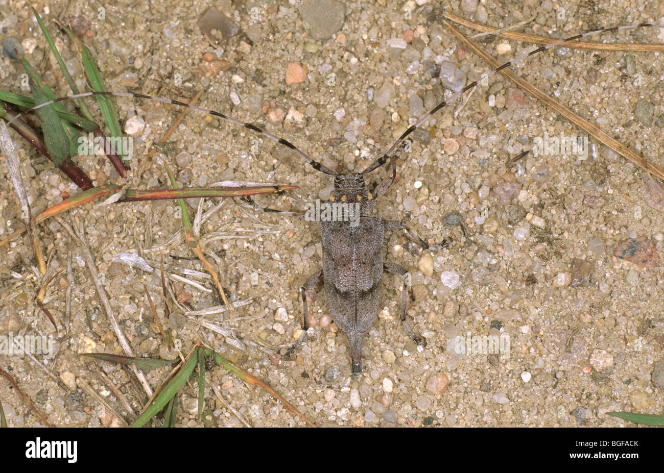 Timberman Käfer (Acanthocinus Aedilis), weibliche. Stockfoto