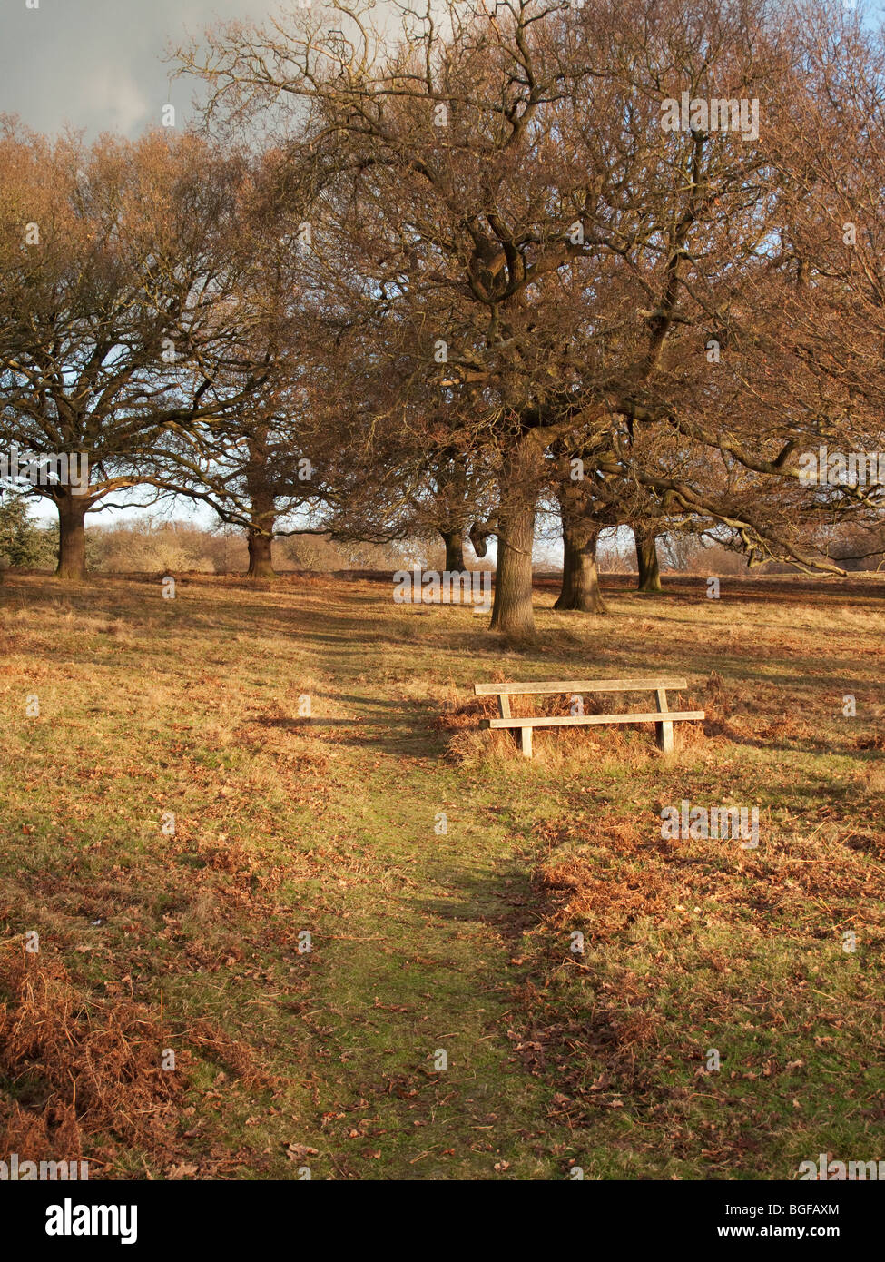 Hölzerne Sitzfläche und Bäume, Richmond Park, London Stockfoto