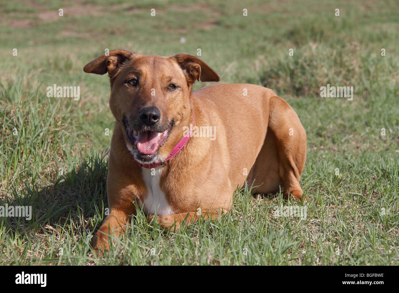 Ridgeback Haushund acht Jahre alt Stockfoto