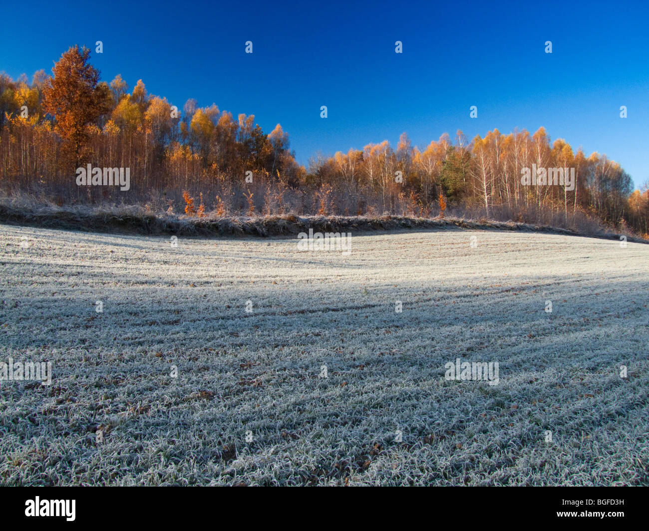 Raureif auf Winter Mais Stockfoto