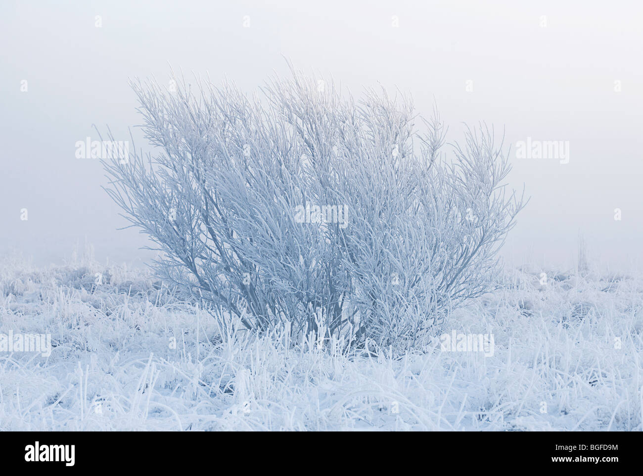 Einsamer Baum durch Nebel an einem kalten Wintermorgen isoliert Stockfoto