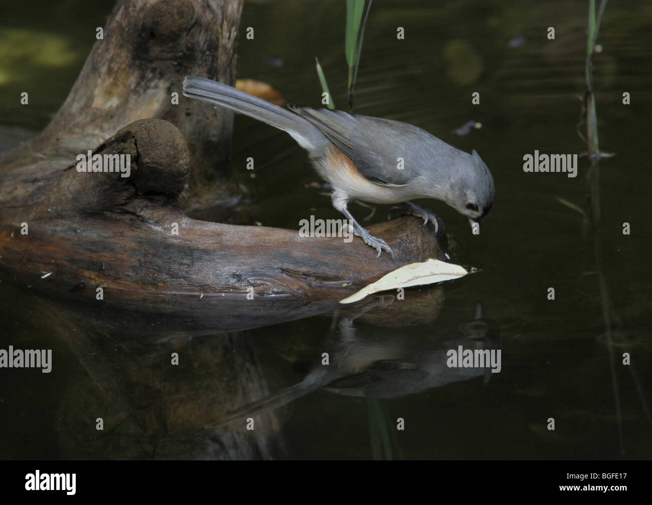 Tufted Meise trinken Reflexion Stockfoto