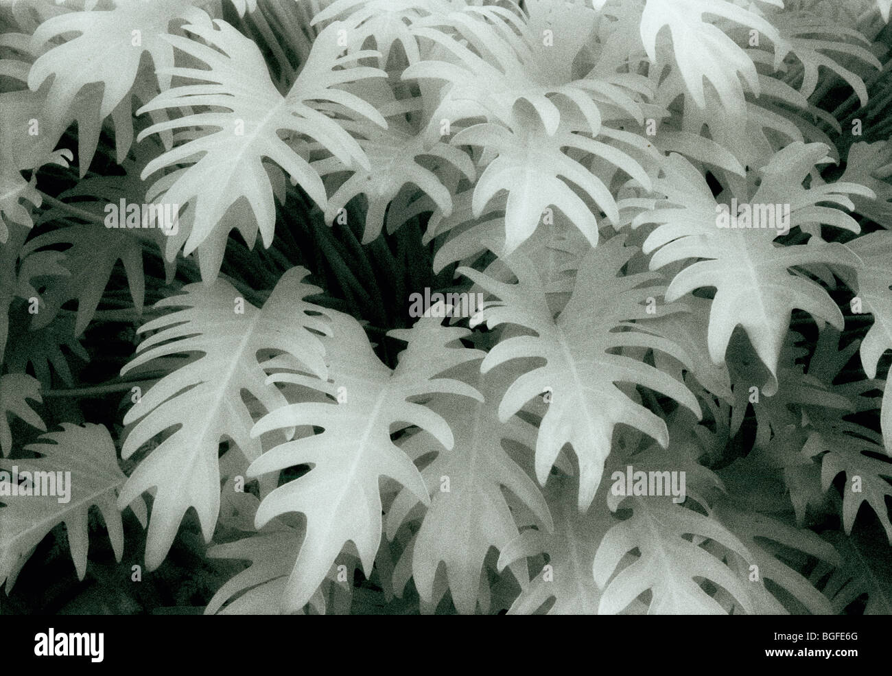 Blätter der tropischen Pflanze: Infrarot-Costarica Stockfoto