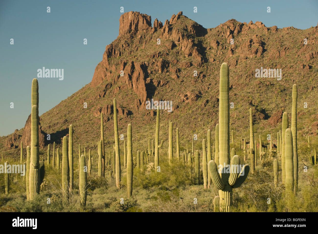 Saguaro Kaktus (Carnegiea Gigantea) Alamo Canyon, Organ Pipe National Monument, Arizona Stockfoto