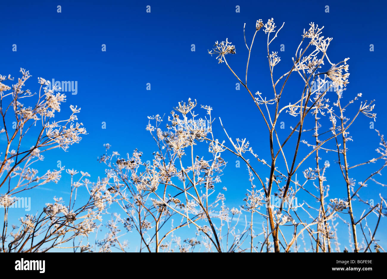 Stängelpflanzen Seedheads in Raureif Winter UK Stockfoto