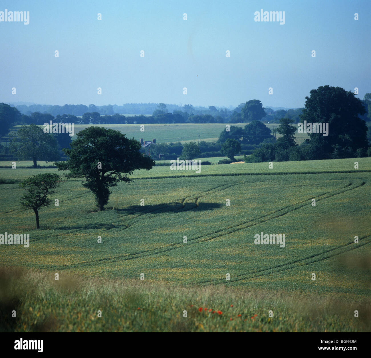 BYDV (Gerste gelbe Zwerg-Virus) Symptome & Brennpunkte in reifen Weizen Ernte Stockfoto