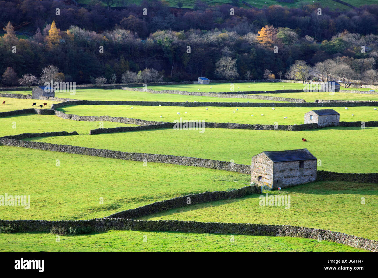 Schräge Wände teilen grüne Wiesen in der Nähe von Gunnerside, Swaledale in den Yorkshire Dales National Park Stockfoto