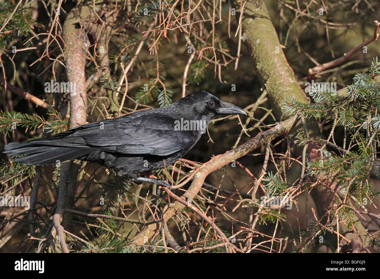 AAS-Krähe im Baum Stockfoto