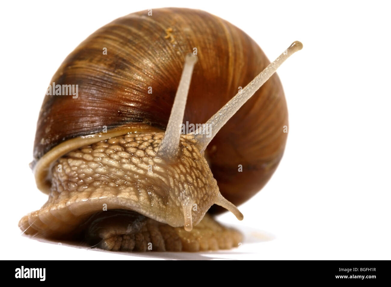 Essbare Schnecken auf dem weißen Hintergrund Stockfoto