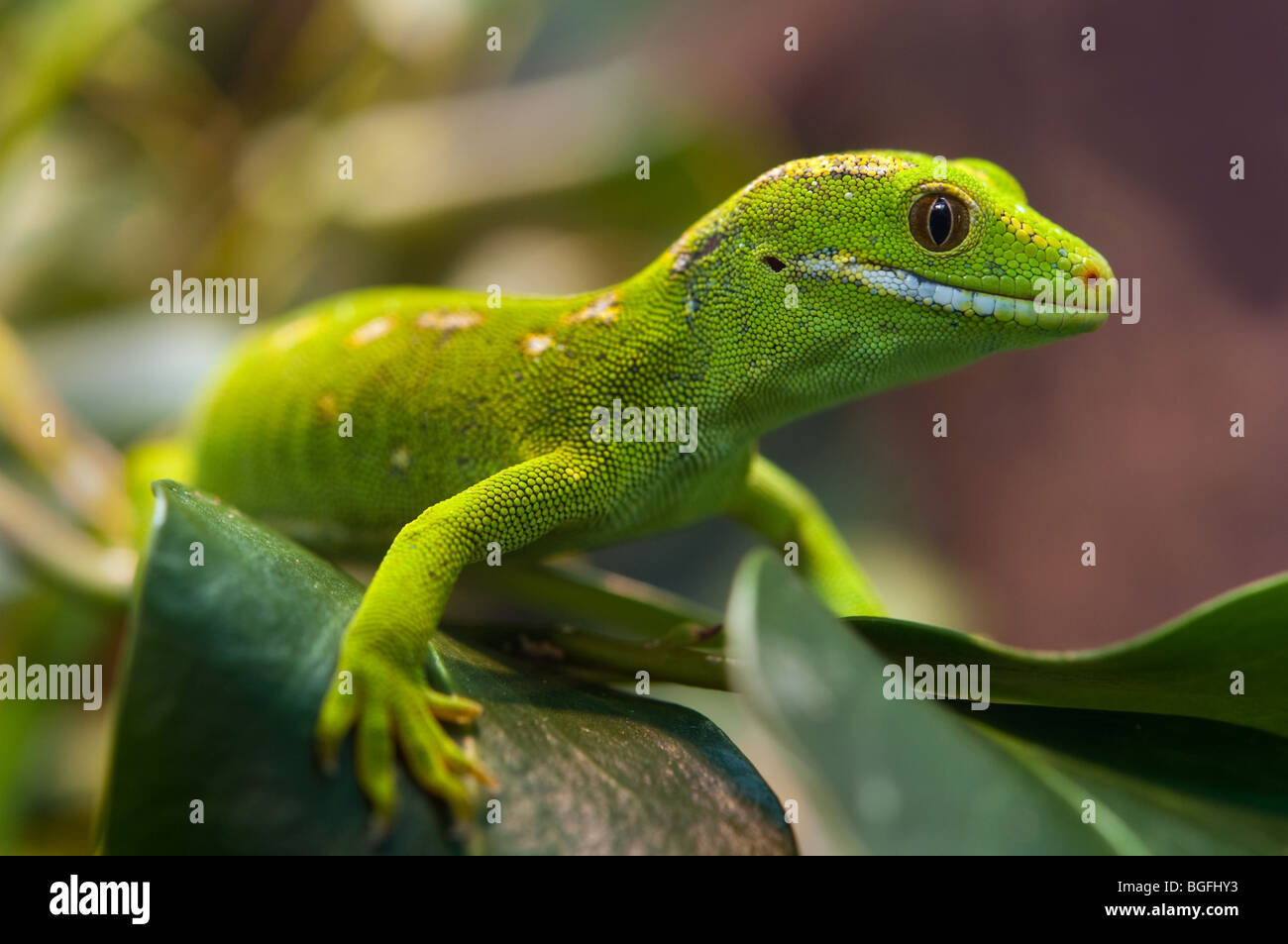 New Zealand Gecko. Northland grüner Gecko. Naultinus grayii Stockfoto