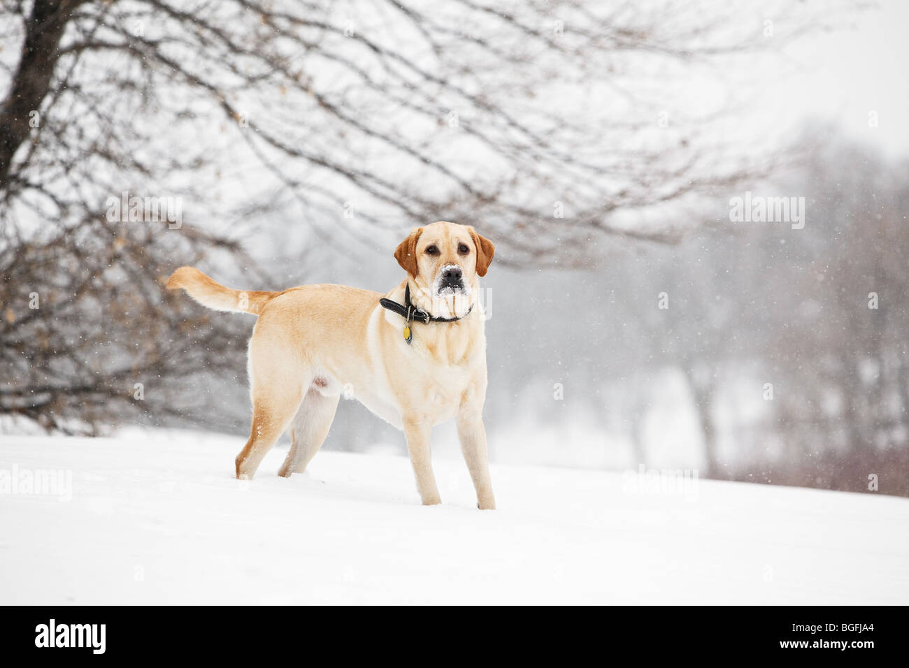 Gelben Labrador Retriever (männlich), im Schnee stehen.  Winnipeg, Manitoba, Kanada. Stockfoto