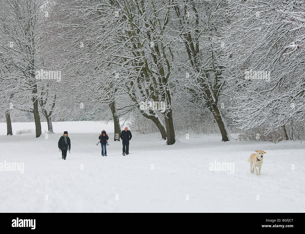 Hund der Familie zu Fuß im Park bedeckt in Schnee, Wilmslow, Cheshire, UK, Stockfoto