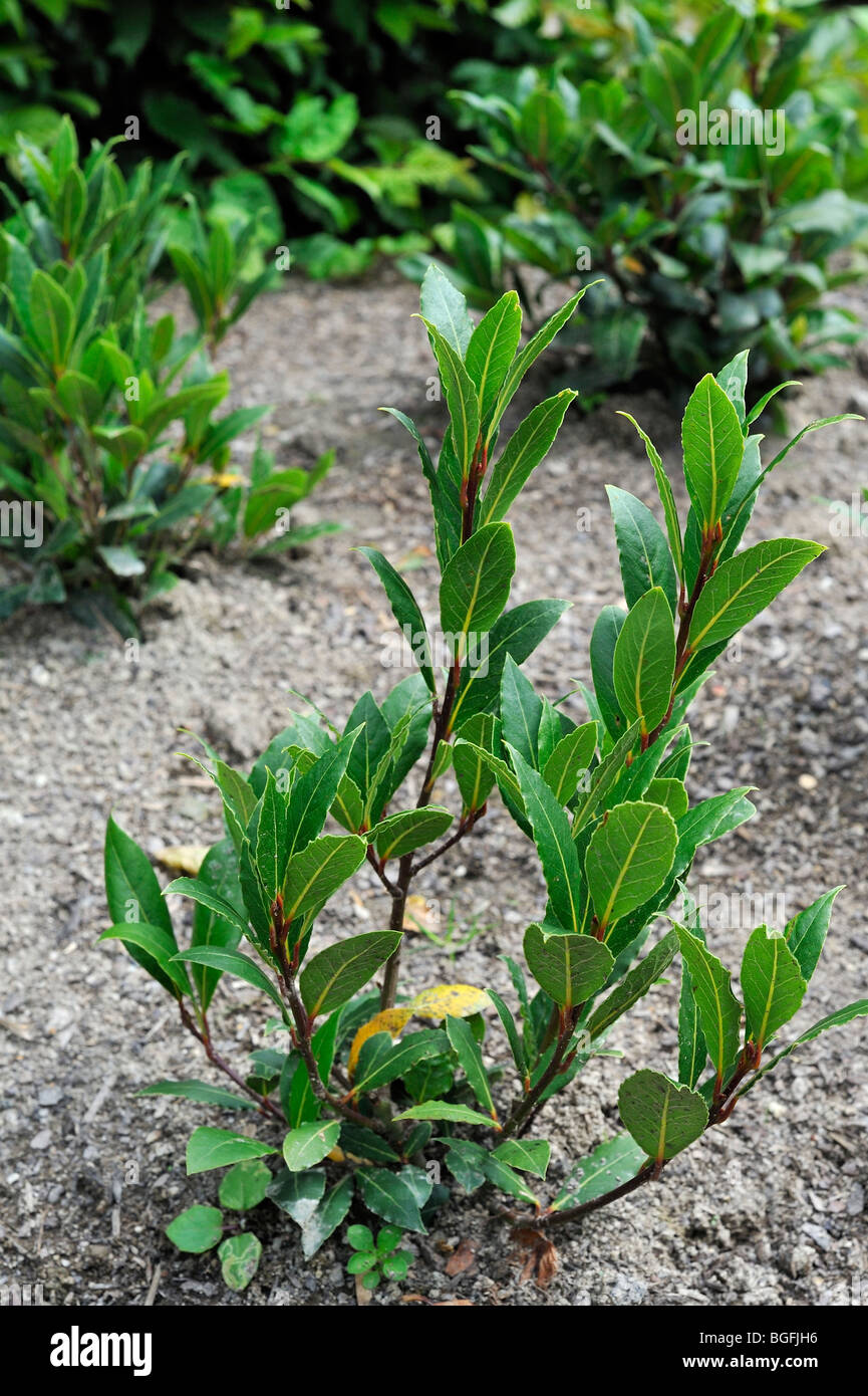 Bay Laurel / Bay Tree / True Lorbeer / Sweet Bay / Lorbeerbaum (Laurus Nobilis) im Küchengarten Stockfoto