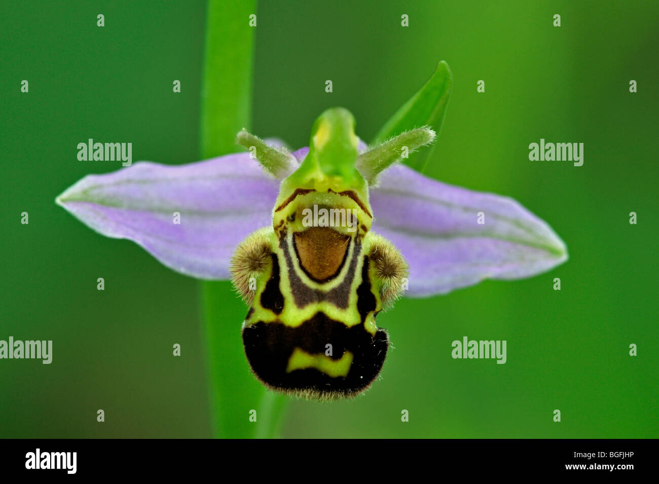 Nahaufnahme von Biene Orchidee (Ophrys Apifera) in Blüte Stockfoto