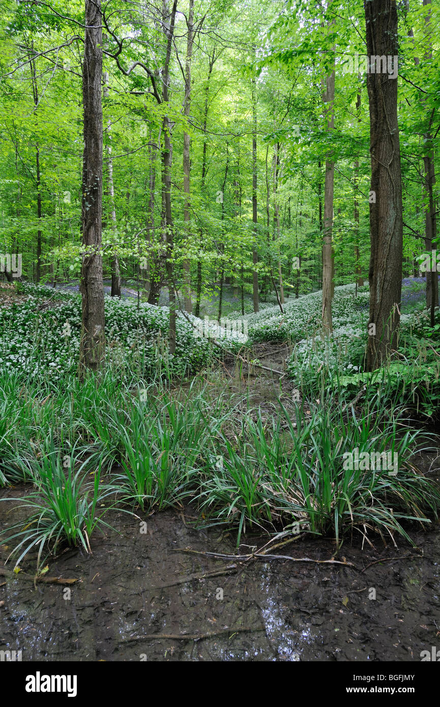 Waldbach im Frühjahr mit wildem Knoblauch / Bärlauch (Allium Ursinum) und Glockenblumen (Scilla non-Scripta / Endymion Nonscriptus) Stockfoto